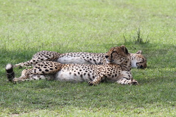 Fototapeta na wymiar Cheetah brothers resting on green grass in the shade of a tree
