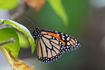 Monarch butterfly