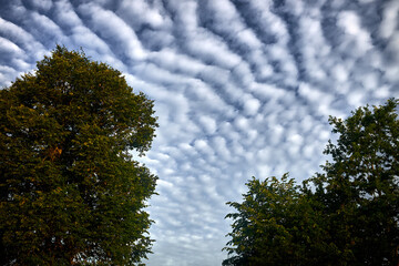Obraz premium Altocumulus cloud, high cumulus clouds among trees in summer