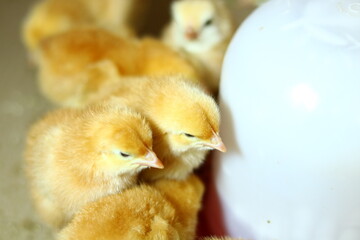 baby chicken on a white background