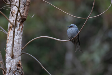 Ashy Drongo (Dicrurus leucophaeus) on the branch of the tree.