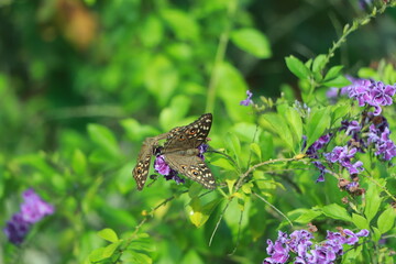 A beautiful orange color butterfly on a leaf