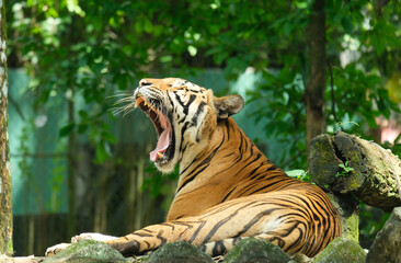 Fototapeta na wymiar A picture with noise effect of yawning Malayan Tiger during day time.