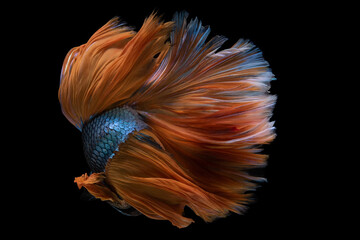 Beautiful movement of yellow blue betta fish tail, Siamese fighting fish, Betta splendens isolated on black background. Studio shot.