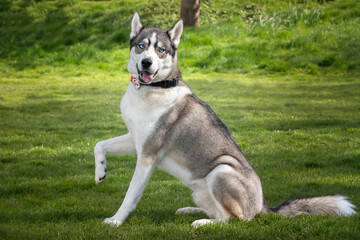 Siberian Husky with blue eyes sat looking directly at the camera giving paw