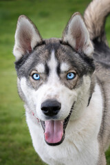 Siberian Husky with blue eyes looking directly at the camera with his huge stick and branch