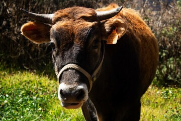 Toro en las serranías.