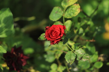 red rose and raindrops, elegant shape and shining drops