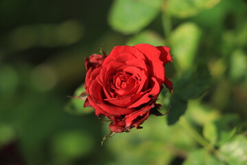Lovely single blooming red rose