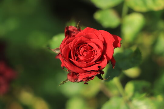 Red rose on green branch