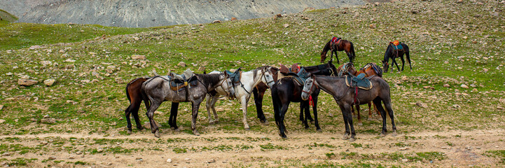 Harnessed horses stand in the mountains, waiting for tourists for a horseback ride. Hiking...