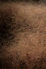 Plant wallpaper. Decorative grass