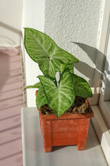 Exotic 'Syngonium Podophyllum Arrow' houseplant in pot on balcony. Close-up of Syngonium Podophyllum vine plant