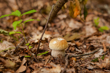 Single Boletus mushroom in the wild. Porcini mushroom grows on the forest floor at autumn season..