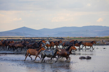 Yilki horses are walking and running on the river. Yilki horses in Kayseri Turkey are wild horses...