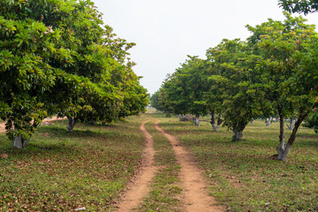 sapota fruit trees farm or plantation.