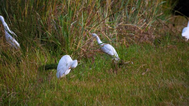 Static shot of Cattle Egret cleaning itself and walking around