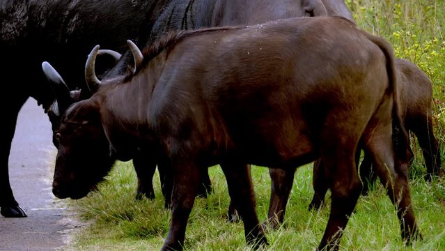 Horned Herd of Black African buffalo walk along a road eating long grass
