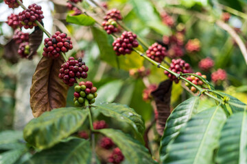 A coffee plantation in Mudigere, India