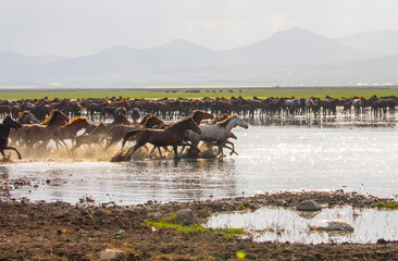 Yilki horses are walking and running on the river. Yilki horses in Kayseri Turkey are wild horses...