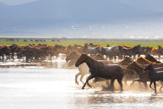 Yilki horses are walking and running on the river. Yilki horses in Kayseri Turkey are wild horses with no owners