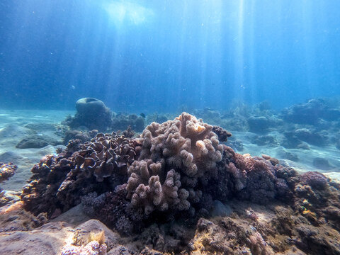 Underwater life of reef with Leather coral (Sarcophyton glaucum) and tropical fish. .