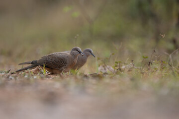 The zebra dove (Geopelia striata), also known as the barred ground dove, or barred dove, is a species of bird of the dove family, Columbidae, native to Southeast Asia.