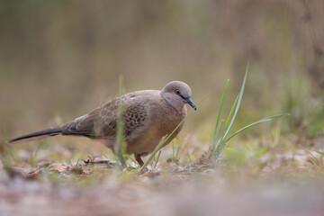 The zebra dove (Geopelia striata), also known as the barred ground dove, or barred dove, is a species of bird of the dove family, Columbidae, native to Southeast Asia.