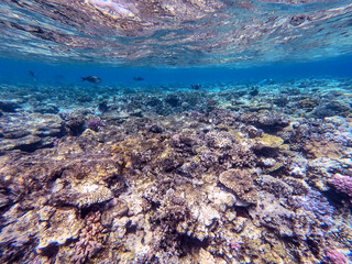 Underwater life of reef with corals and tropical fish. Coral Reef at the Red Sea, Egypt.