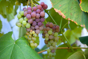 Bunch of grapes with pink and green berries in the garden.