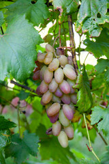 Bunch of pink grapes with big berries in the garden.