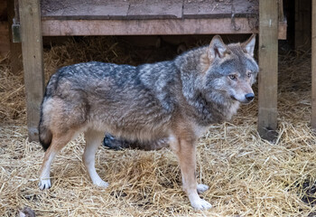wolf in the zoo