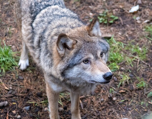 Obraz premium wolf in the zoo