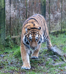 tiger in the zoo