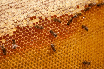 Working bees on the yellow honeycomb with sweet honey..