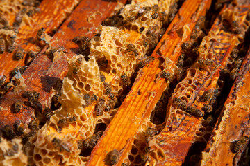 Open hive showing the bees swarming on a honeycomb..