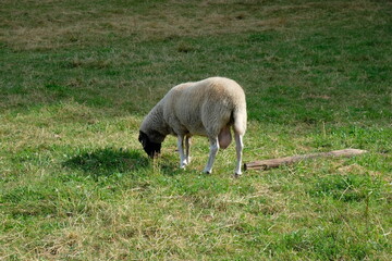 Obraz na płótnie Canvas FU 2022-07-09 ResaTour 346 Auf der Wiese grast ein Schaf