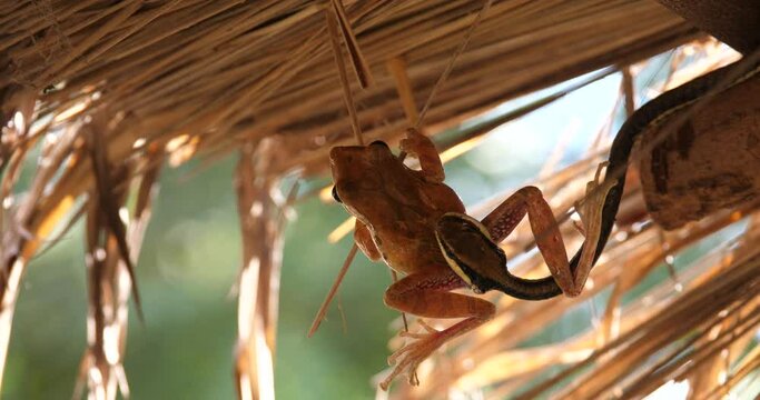 Wild nature. Ecosystem concept,A snake eats a frog, a snake tries to catch a frog