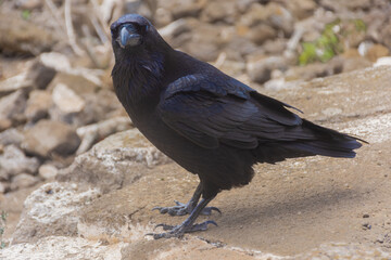 Corvus Corax over a volcano in Lanzarote island,  Spain