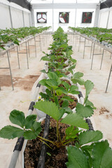 Strawberry fruit in plant nursery for research.