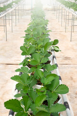 Strawberry fruit in plant nursery for research.