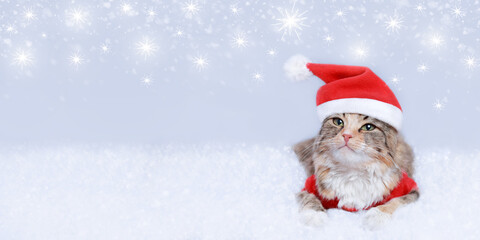 Kitten rests on white snow. Cat 
in Santa costume looks at the camera. Kitten on a white background. Happy New Year. Merry Christmas. Web banner copy space. Cat in a xmas red hat. Stars. Snowflake