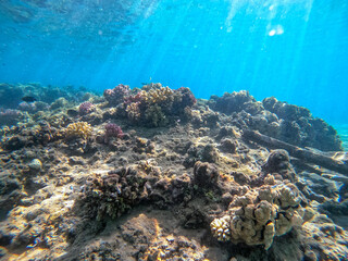 Underwater life of reef with corals and tropical fish. Coral Reef at the Red Sea, Egypt.
