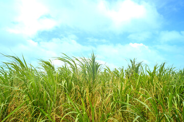 サトウキビ畑と青空と