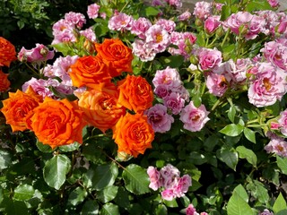 close-up of fresh blooming roses in the garden. sunny summer day. growing flowering shrubs.