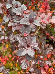 large vertical photo. raindrops close-up on autumn purple leaves. beautiful trees for decorating the yard.