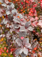 large horizontal photo. rainy autumn day. close-up on wet red leaves. the outside. fresh moist air. close-up.