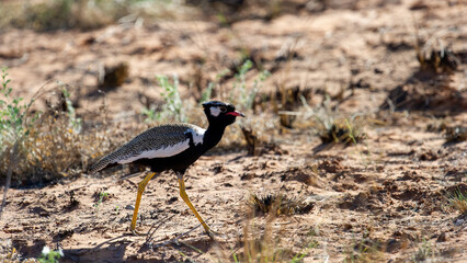 Northern Black Korhaan ( Afrotis afraoides) Kgalagadi Transfrontier Park, South Africa