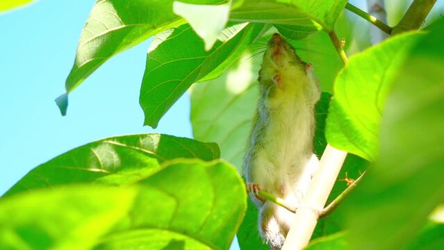 Rat on tree, Hiding of mice , Rodent in the bush, Close-up mouse with green leave and blue sky in background