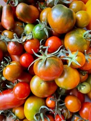 large vertical photo. small red tomatoes. autumn harvest. healthy farm vegetables. eco. bio.